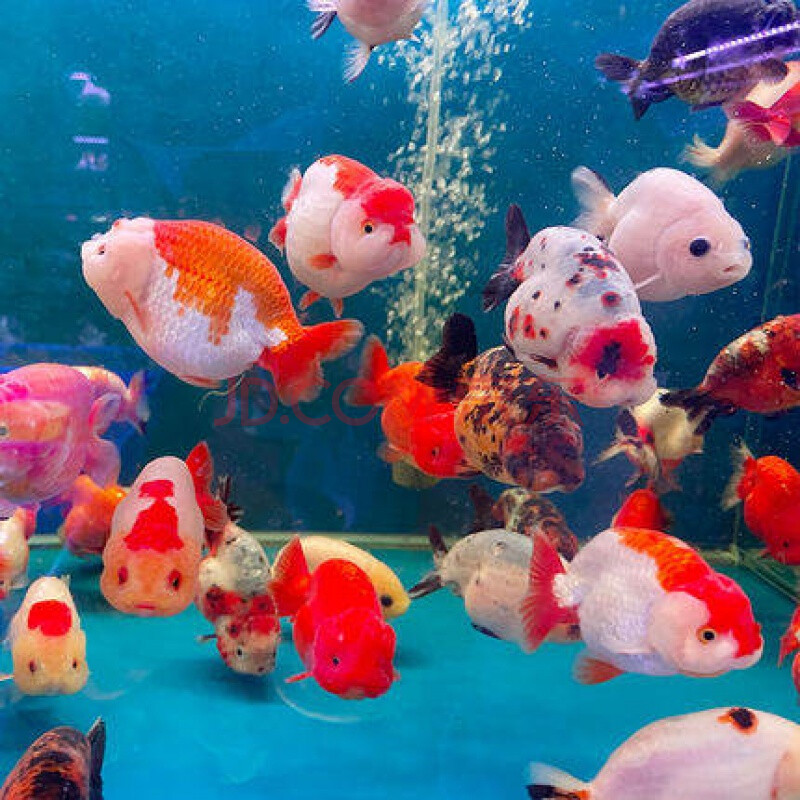 兰寿金鱼活鱼好养耐活鱼小鱼观赏鱼冷水淡水不加温好养好养鱼 6-7cm