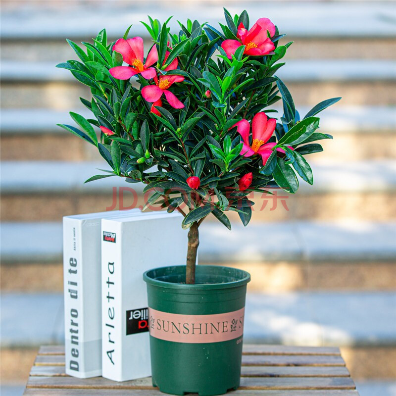 浓香庭院冬季耐寒花卉好养易活室内阳台常青植物 【精选】·四季杜鹃