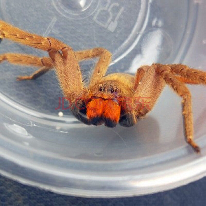 屏东猎人蛛4cm 含套装