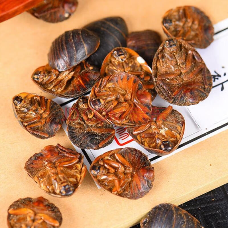 伟博大母虫土元活体地鳖虫种虫产卵母土鳖活的接骨虫骨折用礼品500g