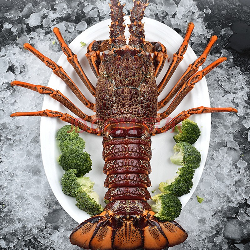 澳洲龙虾特大新鲜新鲜活进口波士顿大龙虾花龙虾生鲜 鲜活澳红龙虾 7