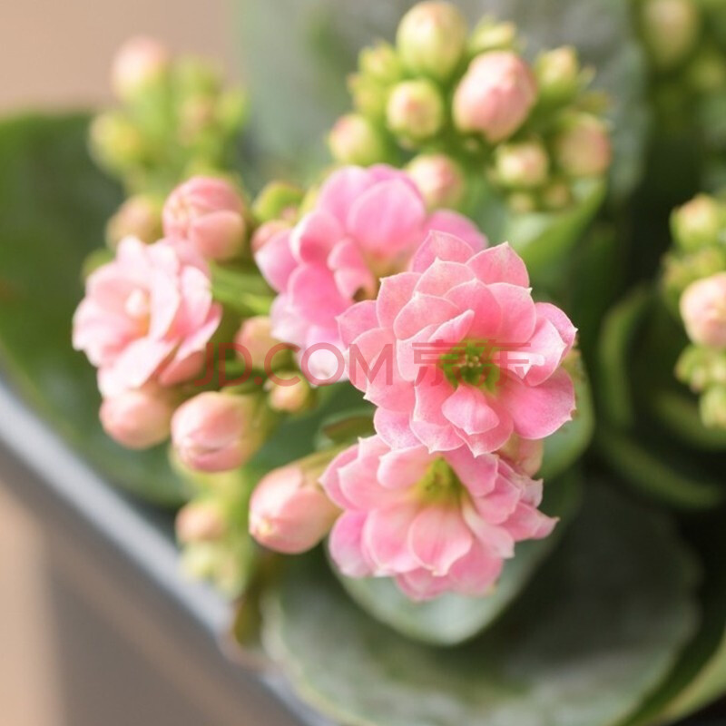 【雅之典】长寿花盆栽带花苞重瓣绿巴黎花卉观花植物室内阳台四季开花