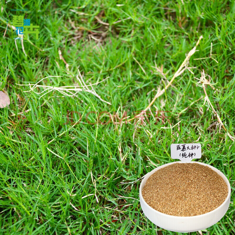草坪种子 四季青草籽 高羊茅草种子 多年生黑麦草种子 百慕大草种子