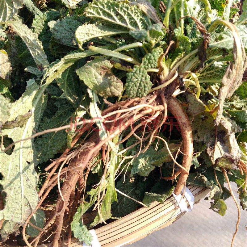 新鲜蛤蟆草癞蛤蟆菜蟾蜍草蛤蟆皮棵草荔枝草皱皮草雪见草 250g