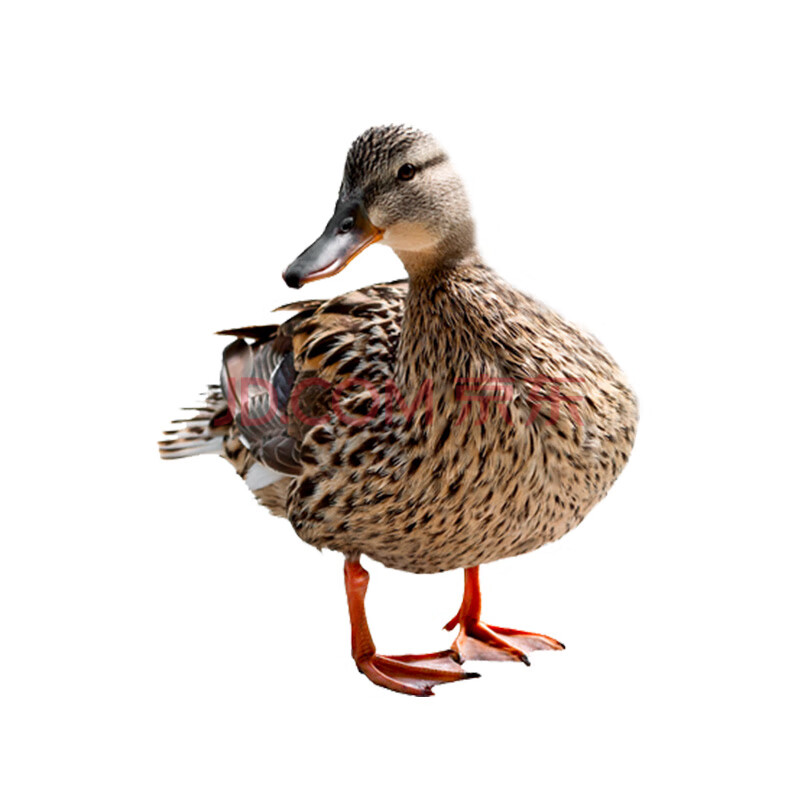 三年老鸭现杀麻鸭母鸭肉生态水鸭老鸭子农家散养 1.5斤-2斤