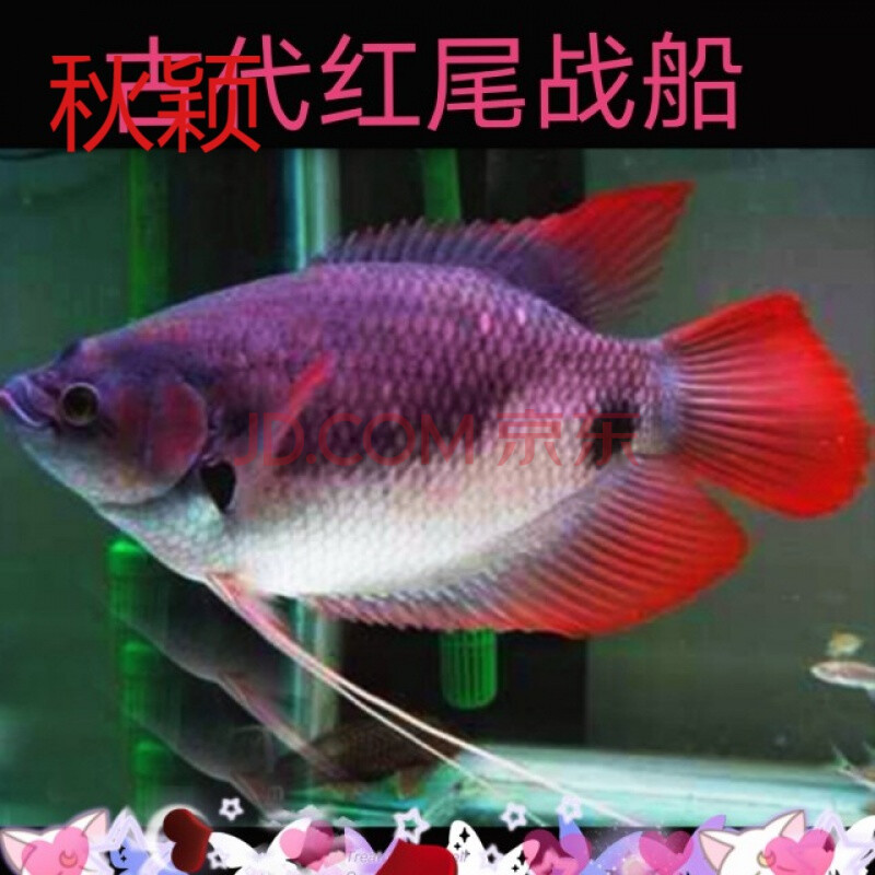 秋颖 红眼鱼战船鱼热带鱼活体黄金战船古战船大型风水鱼发财鱼 红尾古