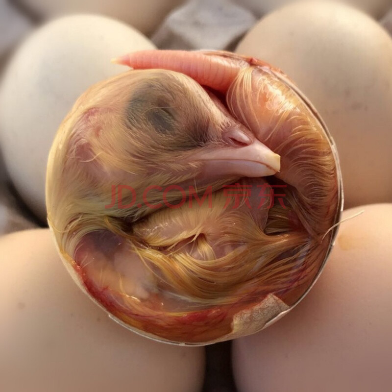 新鲜鸡胚蛋毛蛋全毛鸡蛋活珠子18天新品 60枚