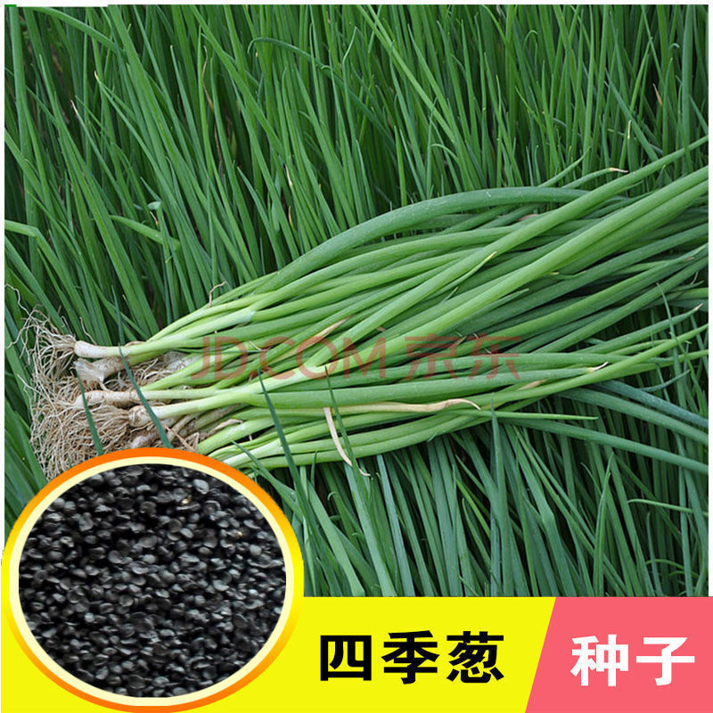 小香葱籽种子四季易种小葱种子阳台室内盆栽葱种子批发家庭菜种子 【9