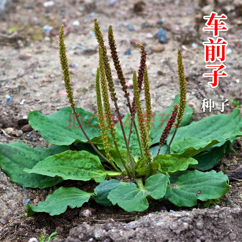 蒲公英种子婆婆丁 大叶荠菜马齿苋面条菜籽 四季蔬菜地盆栽种子 蔬菜