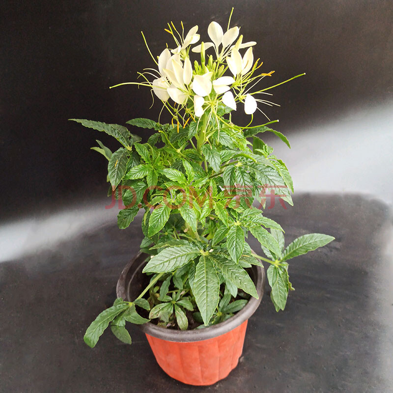 醉蝶花盆栽四季常开阳台庭院花卉绿植净化空气美观 白色 醉蝶花带花