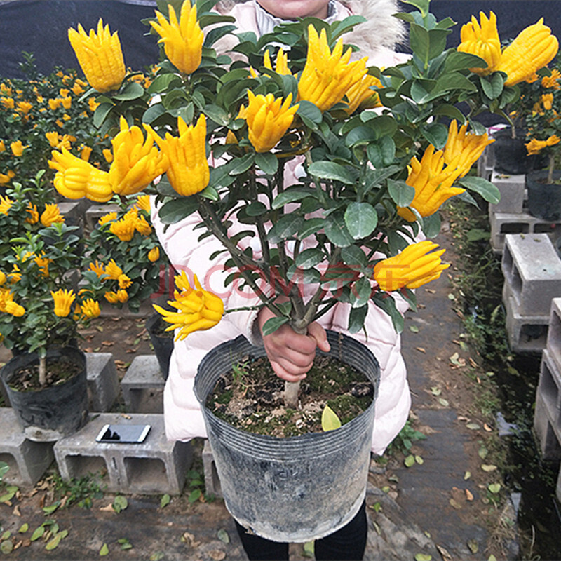 果树苗佛手盆栽佛手盆景大苗带果发室内观果植物盆栽绿植果树 不含盆