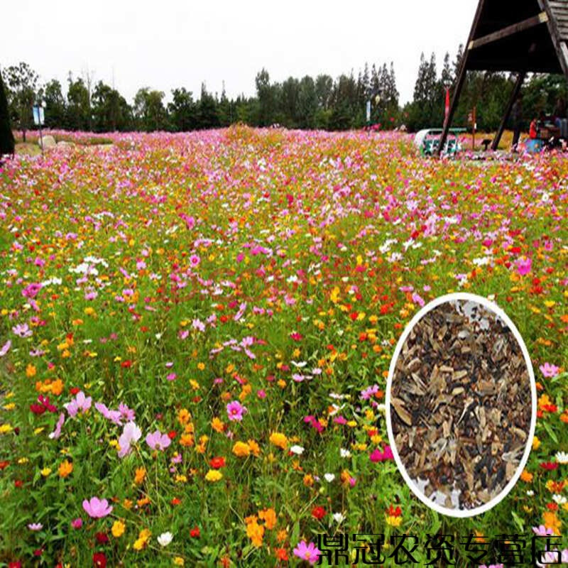 花草种子 庭院花海野花种子多年生野花组合四季循环开花 花草种籽 30