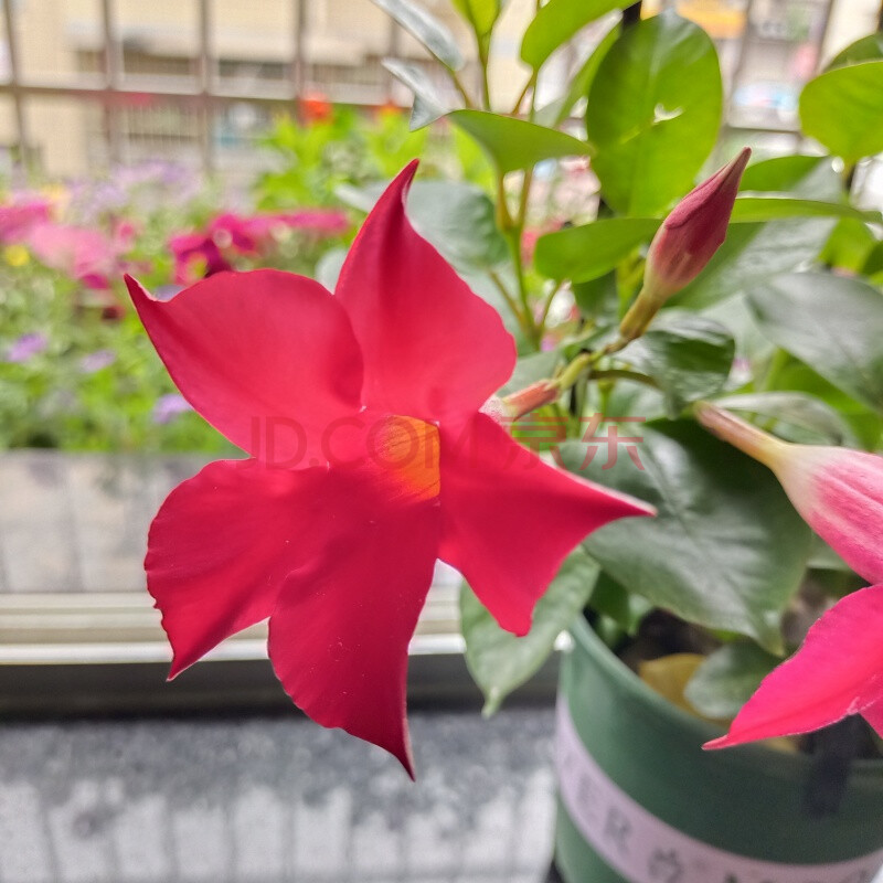 飘香藤红色30cm四棵苗 带加仓盆和爬藤架 带盆栽好