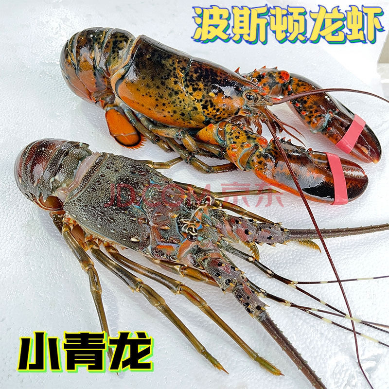 鲜活速冻青龙虾新鲜活冻波士顿龙虾澳龙虾特大波龙花龙虾超大龙虾
