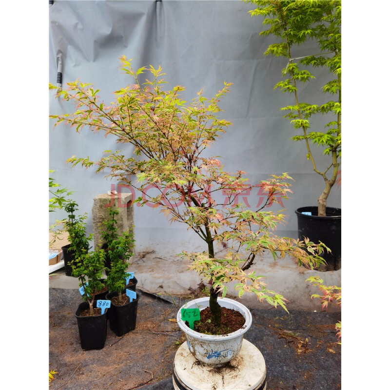 正宗日枫蝴蝶锦枫红七变化彩叶红枫小盆栽虎雀 652号粉色系蝴蝶锦枫