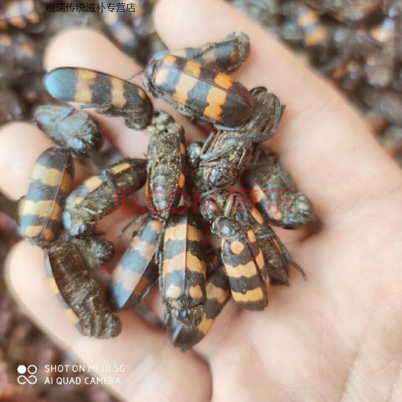 云南中药材班毛,蝥虫,班毛,斑虫选装大个 100克