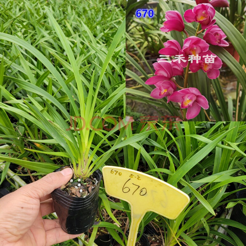 小苗合集 蘭花苗 大花蕙蘭苗 大花惠蘭苗帶原盆帶土 濃香型 670小苗 1