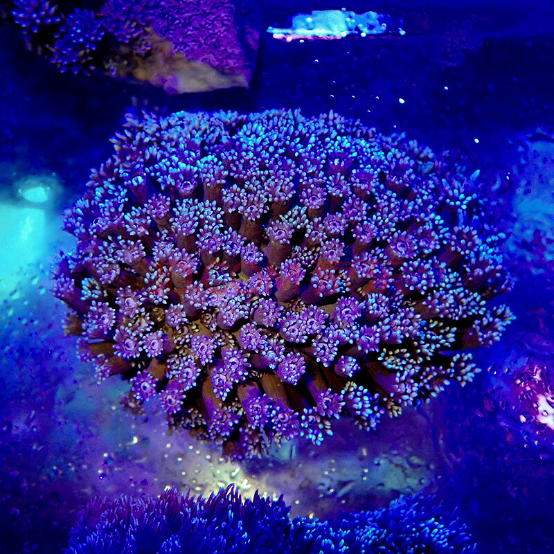 宝石花珊瑚 万花筒海水鱼珊瑚圆帽带骨骼小丑快递发货包活兴国海印尼