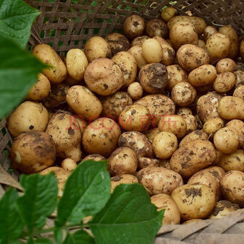 【精选直发】21年贵州现挖农家新鲜小个土豆小洋芋黄心小个马铃薯黄心