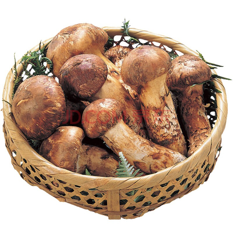 产地直发 云南香格里拉新鲜野生松茸 500g 7-9cm 菌子 野生菌