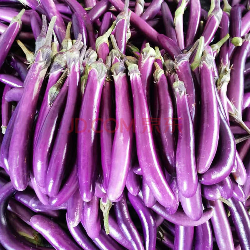 紫长茄细茄子新鲜蔬菜类福建农家现摘现发线茄子批发红秀茄 5斤紫长茄