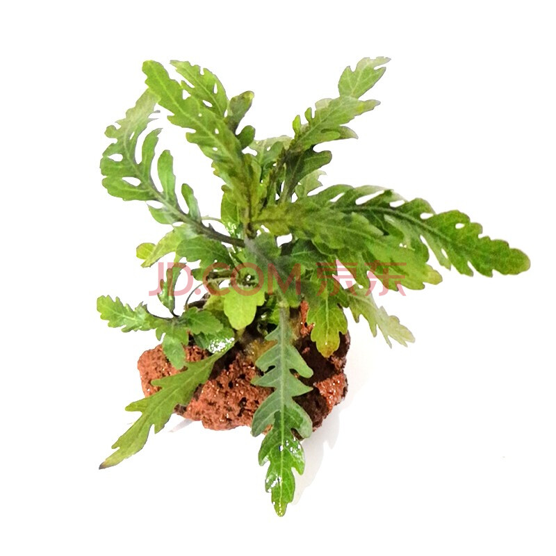 美人雾单头雨蝶(雨裂水草)火山石