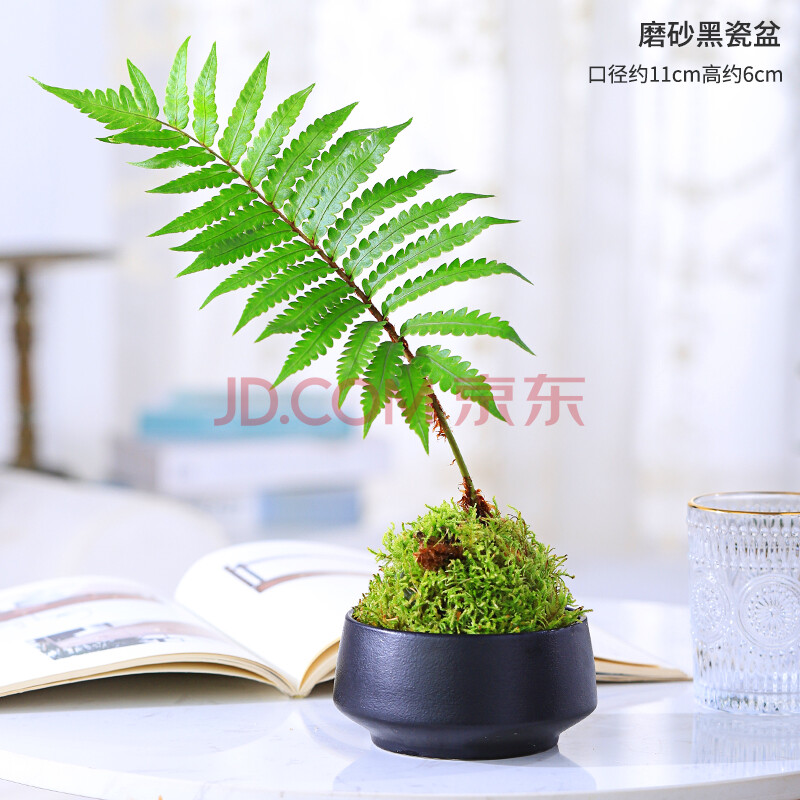 水培观叶红枫文竹菖蒲耐桩绿植盆栽 金丝蕨苔藓球【黑瓷盆/无土种植】