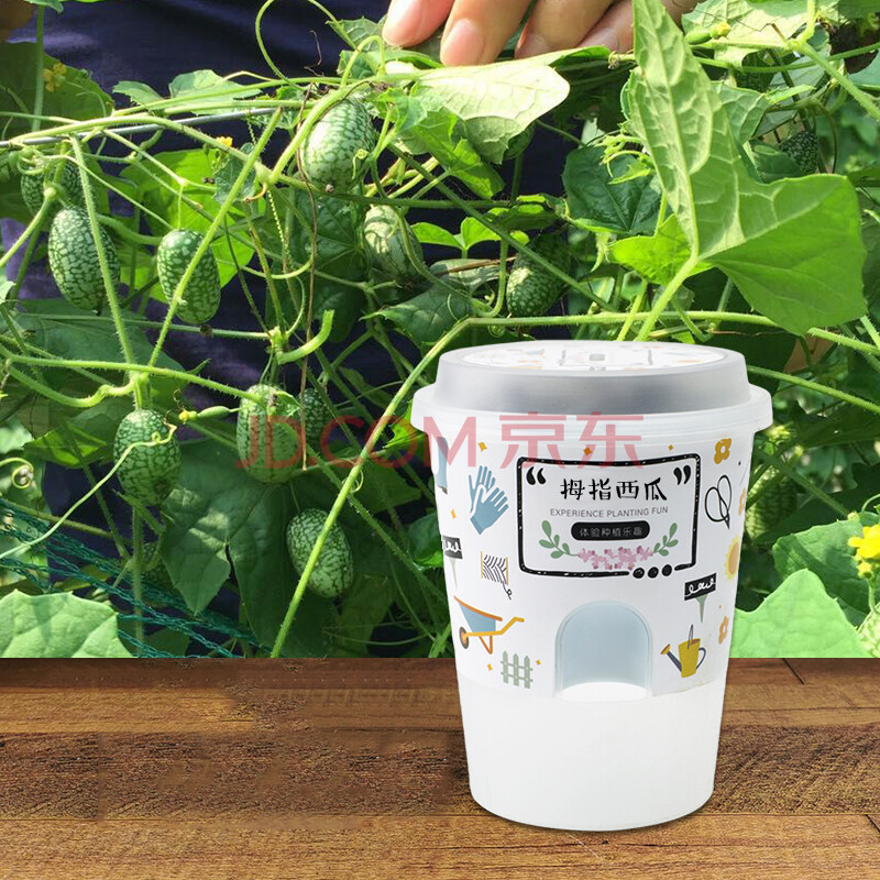 小花农儿童种植盆栽迷你diy植物生长罐头种子发芽观察幼儿园d7 拇指