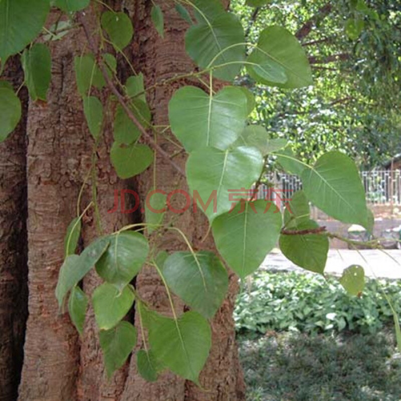 盆栽地栽菩提树树苗 佛教瑰宝 菩提榕 平安树苗金刚菩提莲花菩提 4