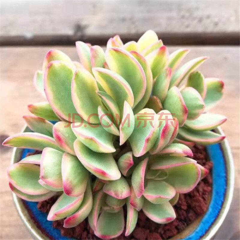 血魔 杂交新品 暗纹系多肉 稀有小贵货多肉植物 办公室辐射盆栽 朝霞