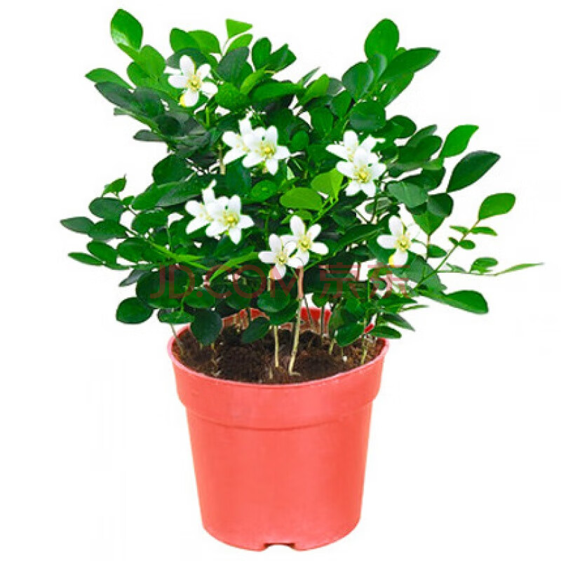 盆栽七里香千里眼树苗室内花卉植物d7 精品九里香一盆(原盆) 含盆