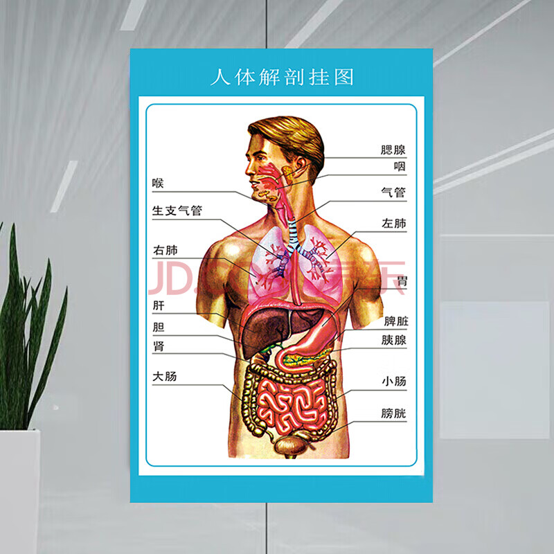 人体内脏解剖示意图医学宣传挂图器官心脏结构挂图画医院海报 人体