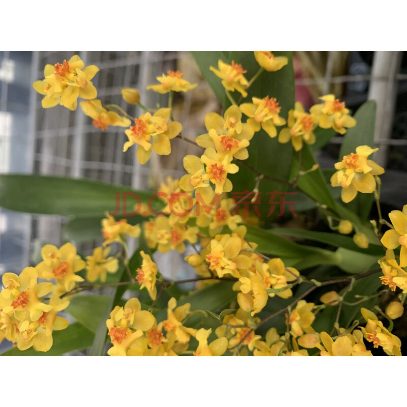 粉梦香文心兰香水文心兰白雪跳舞兰国兰洋兰吊兰盆栽苗洋兰花d8 红花