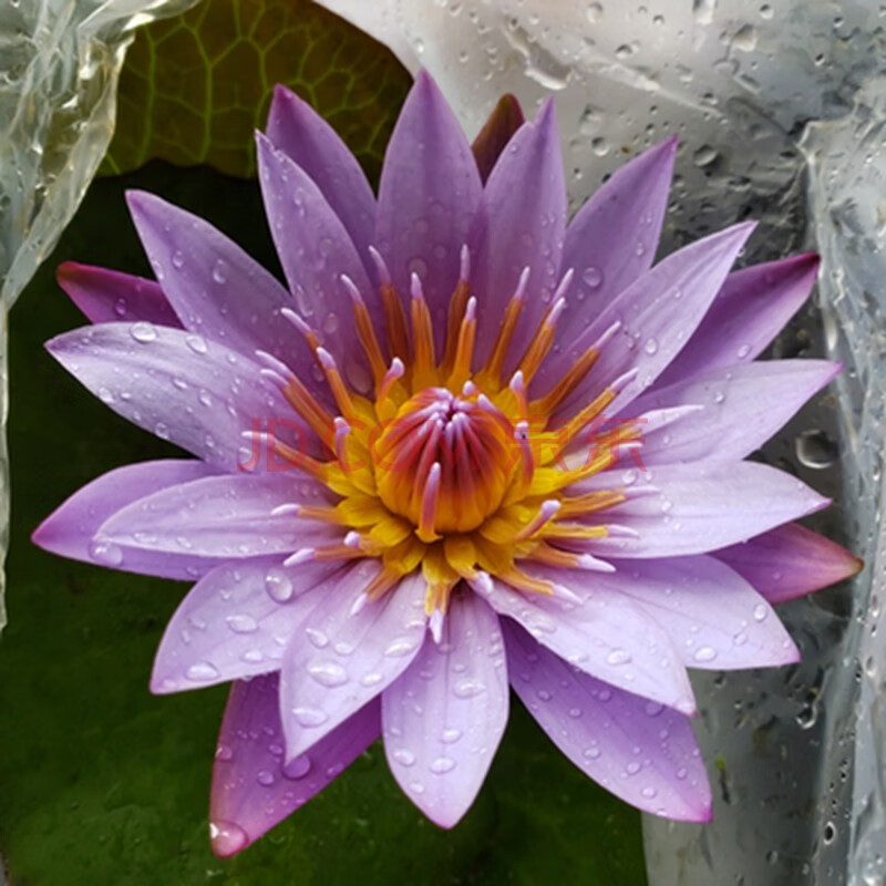 大花睡莲花苗盆栽户外池塘碗莲荷花莲花水培花卉植物池塘水池大睡莲花