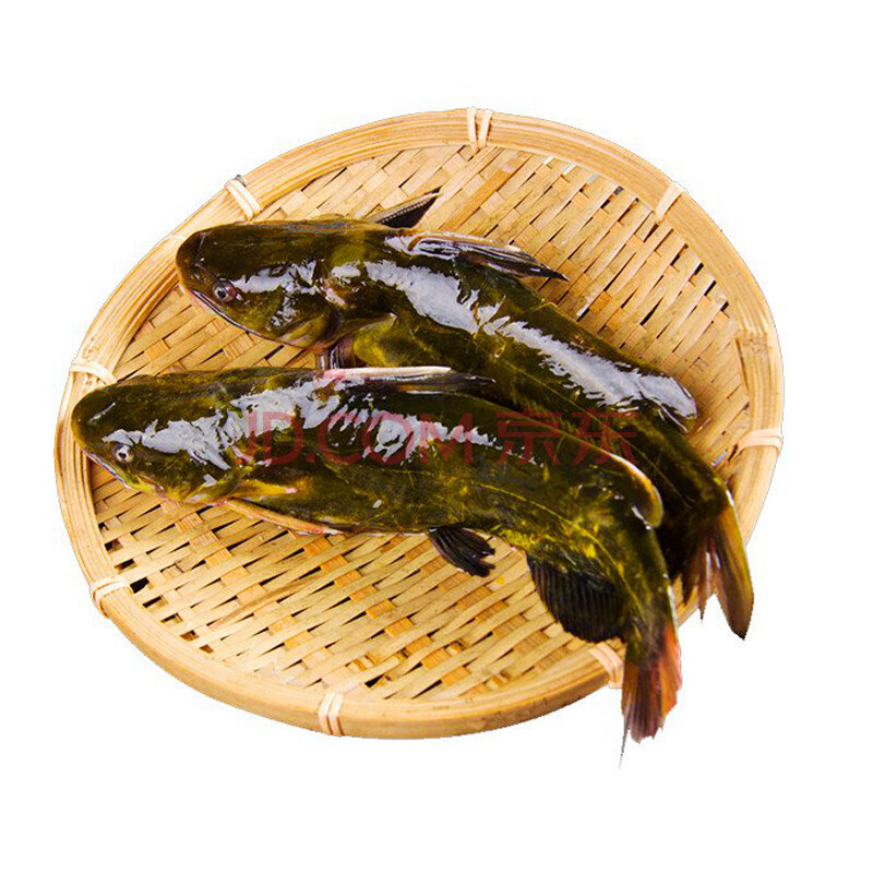 【顺丰现货】 黄刺鱼 昂刺鱼 黄骨鱼 汪刺鱼 黄颡鱼 嘎鱼顺丰快递 3斤