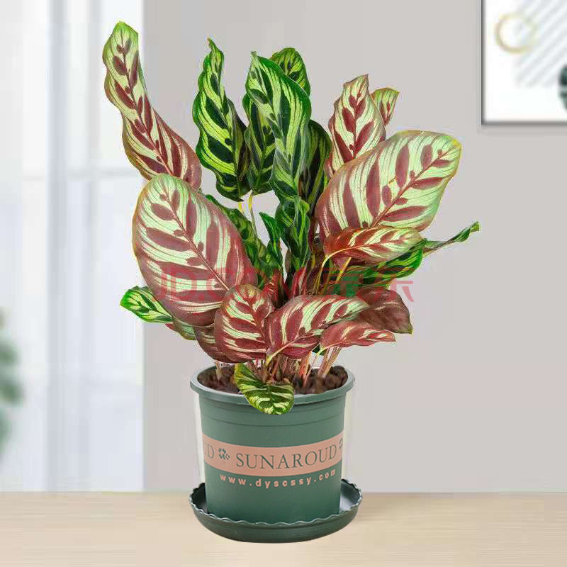 磐阙 上新孔雀羽盆栽室内桌面植物四季常青好养七彩竹芋花招财富贵竹