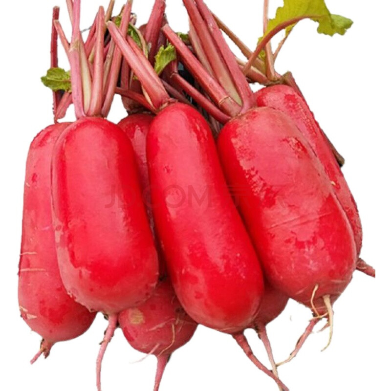 苏北辣萝卜红皮白心小萝卜新鲜蔬菜生吃农家自种水萝卜湘西麻阳 5斤