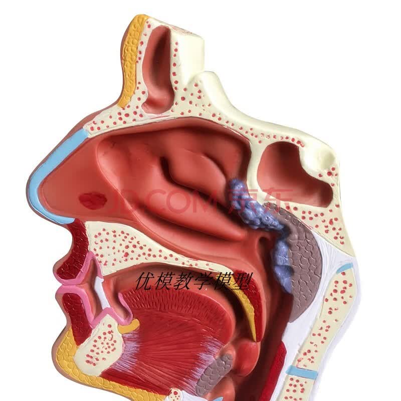 中三院 鼻腔解剖模型鼻部医学鼻子模型耳鼻喉科模型人体鼻腔模型 鼻腔