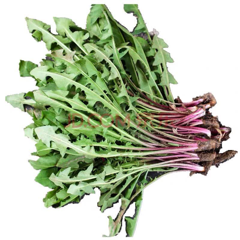 新鲜蒲公英野菜现挖山野菜婆婆丁花嫩叶草纯野生菜苦菜东北蘸酱 1斤