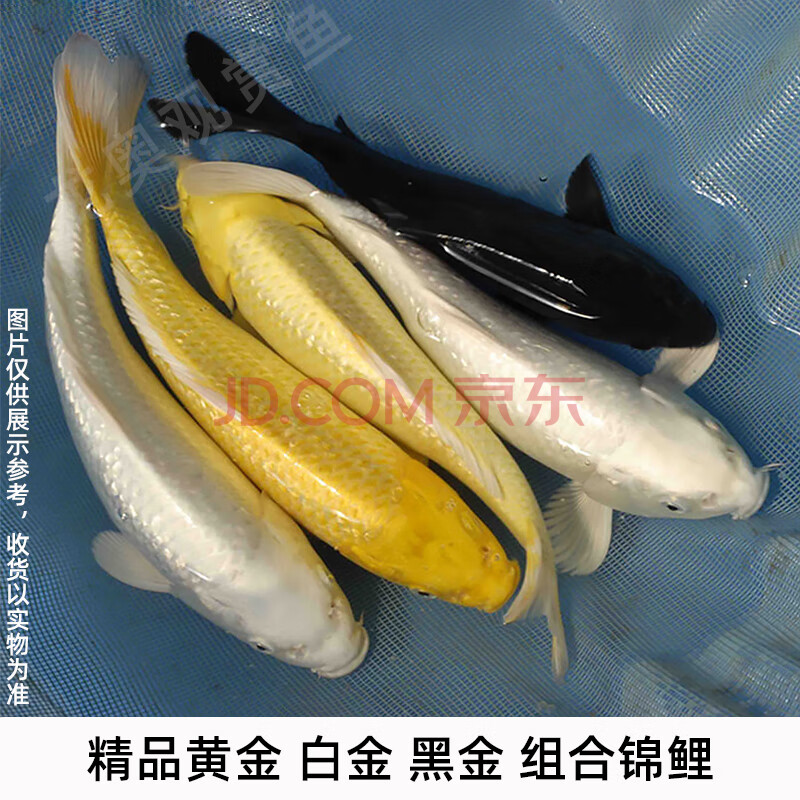 锦鲤活鱼观赏鱼淡水日本纯种红白大正三色昭和好养黄金龙凤鱼 16-19cm