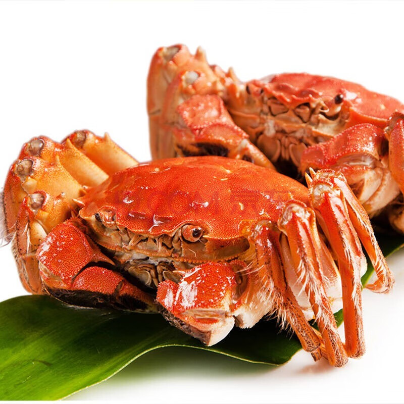 【活蟹】合锦上 鲜活螃蟹 海鲜水产生鲜礼盒 公蟹4.0-4.3两母蟹3.0-3.