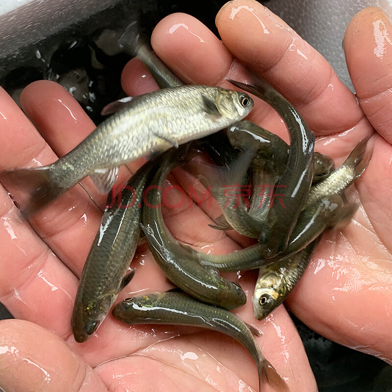 螺蛳鱼苗活体批发半斤大活体淡水大青鱼苗养殖乌皖食用黑皖螺丝青鱼苗