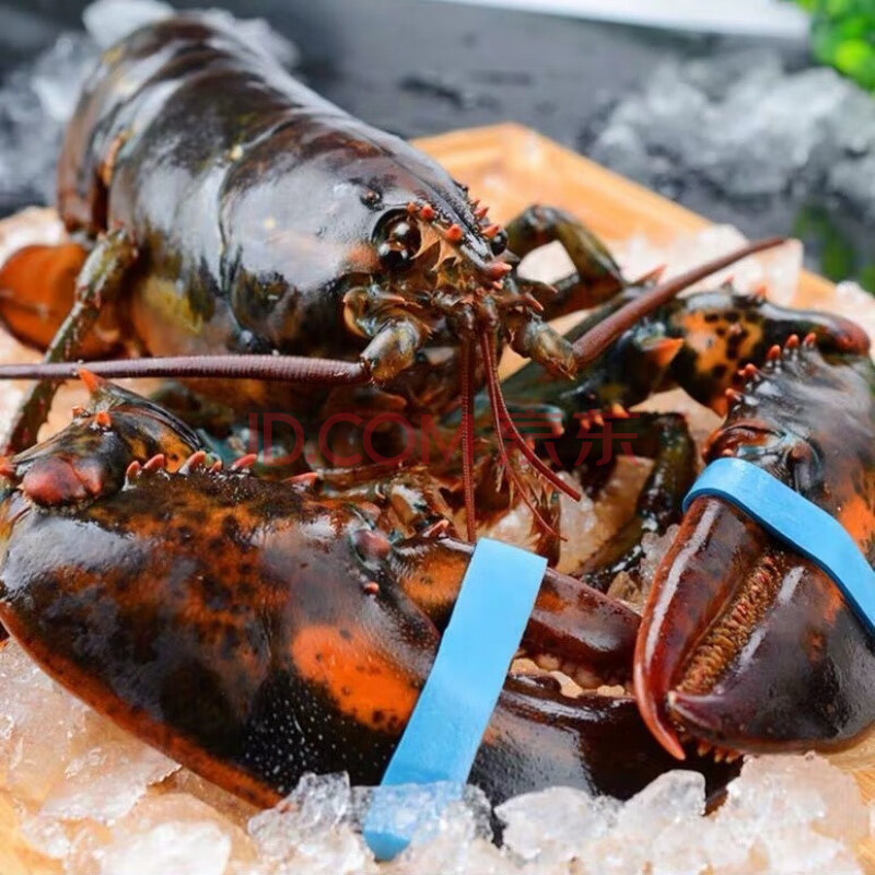 冰鲜波士顿龙虾大波龙鲜活速冻海鲜龙虾特大3-15斤超大波龙 8斤