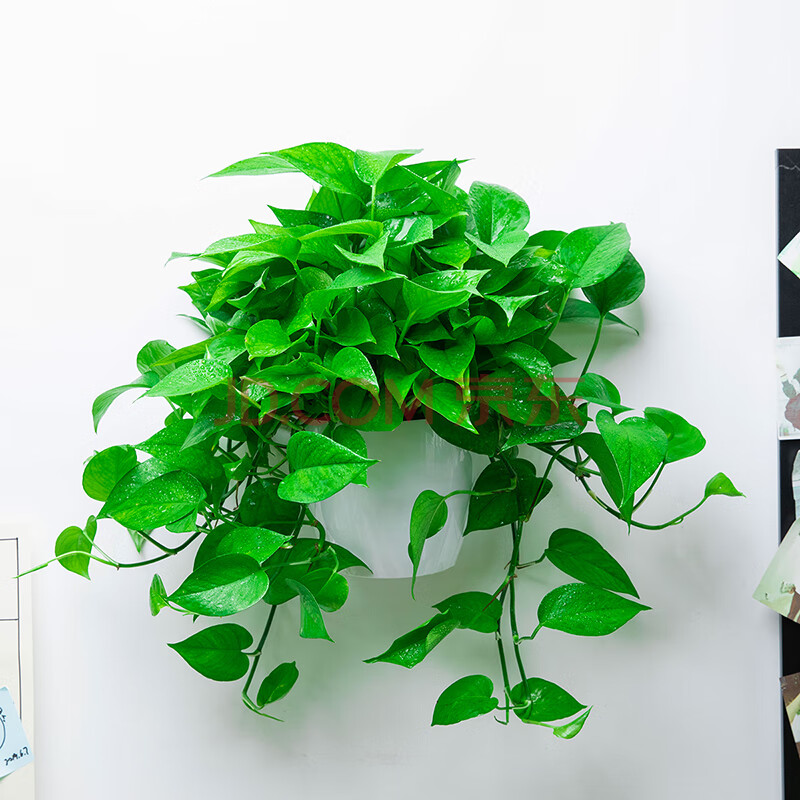 绿罗 带盆大盆绿萝长藤垂吊盆栽室内新房家用大叶水培客厅优化空气 聚