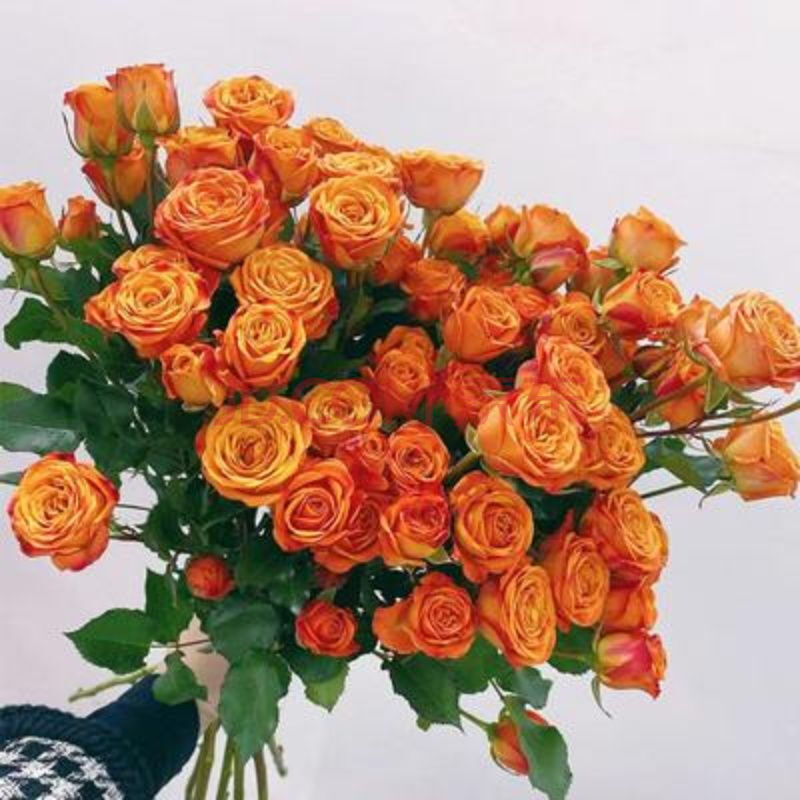 弄花有艺多头泡泡玫瑰鲜花云南直发基地直批家用水养插花 橙色泡泡(10