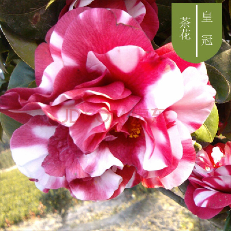 四季好养茶花树苗盆栽耐寒花卉观花植物室内花卉绿植开花不断 皇冠 3