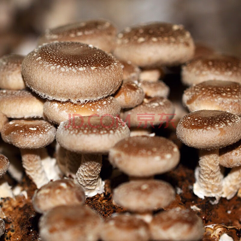 寿禾 菌包种包蘑菇家庭种植菌菇种包食用菌 香菇菌包(1kg)