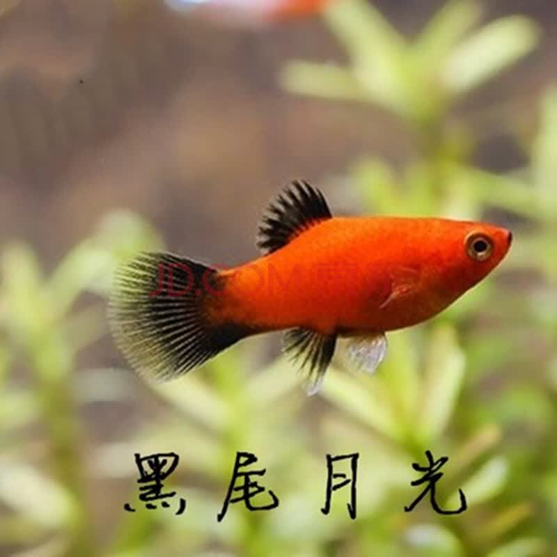 月光鱼淡水鱼宠物鱼黑玛丽红剑胎生鱼活体 黑尾月光(2-3cm)10只