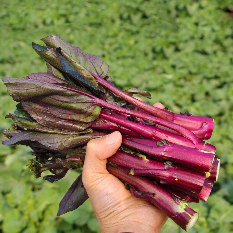 湖北农家新鲜红菜苔洪山菜苔红菜苔农家特产红菜心青