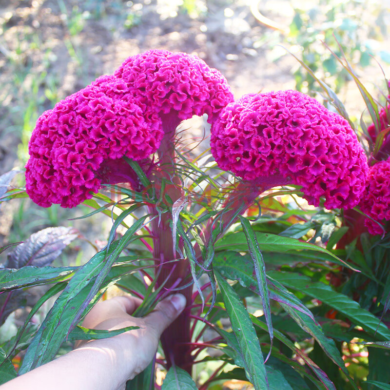 花先知 鸡冠花种子 火焰鸡冠花种子 冠状鸡冠花种子 一年草本植物 夏